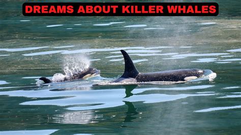 What Do Dreams About Killer Whales Signify?