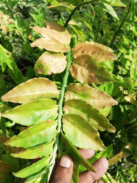 Garden Chronicles : Zig Zag Plant (updated 2019)