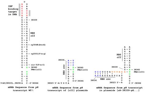 The Bacteriophage Lambda CII Phenotypes for Complementation, Cellular ...