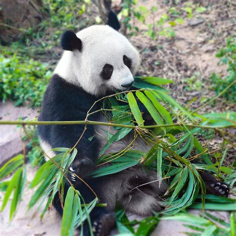 Pandas Eating Bamboo