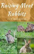 Image result for Raising Rabbits for Food Source