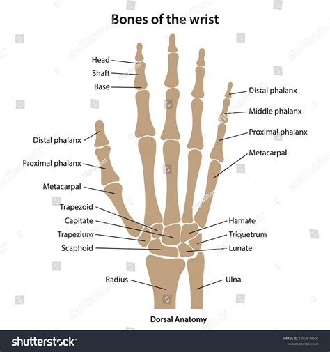 Dorsal Metacarpal: Over 23 Royalty-Free Licensable Stock Vectors & Vector Art | Shutterstock