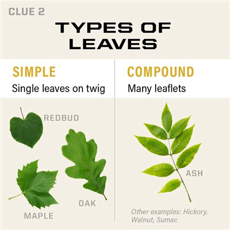 Simple Vs Compound Leaf