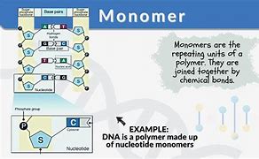 monomer 的图像结果