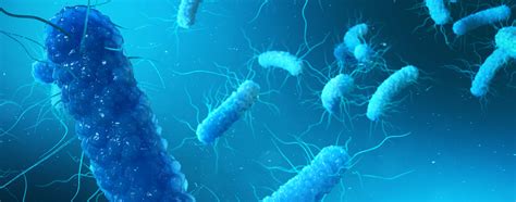 Enterobacter Cloacae