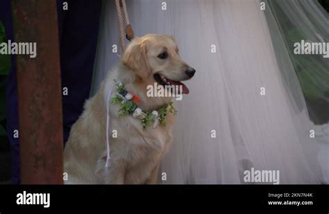 Image result for Beautiful Labrador