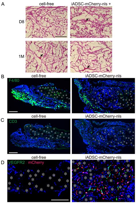 Development of a Mouse Experimental System for the In Vivo ...
