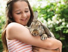 Image result for Large Pet Rabbit Breeds