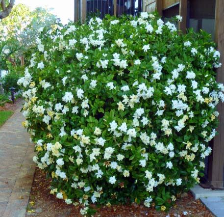 Shop 360 1-1.5Feet Height Harshringar/Night Jasmine/Parijat Flower Live ...