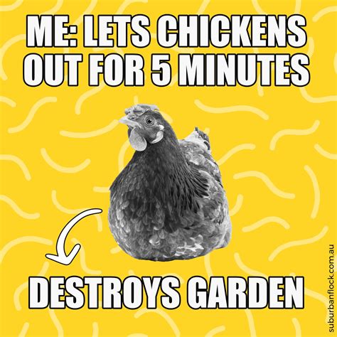 Chicken Memes: Funniest Chicken Memes for Chicken Lovers ♥