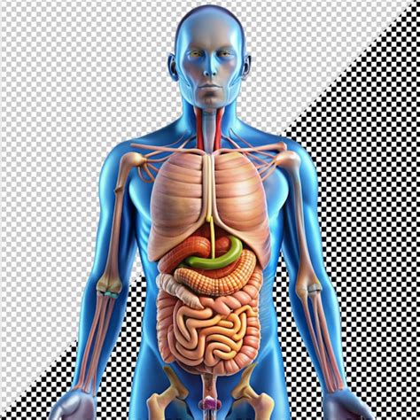 Image result for Digestive System No Background