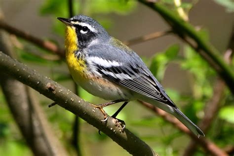 Northern Parula x Yellow-throated Warbler (hybrid) - eBird