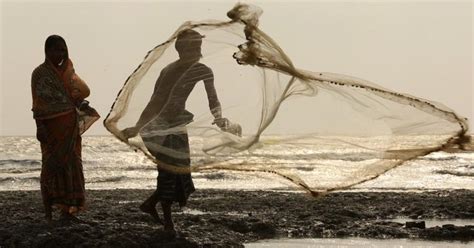 Sundarbans conservation: Scientists study bacteria in the mangroves to ...