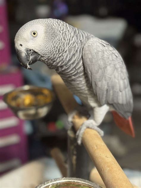 Girl talking African Grey