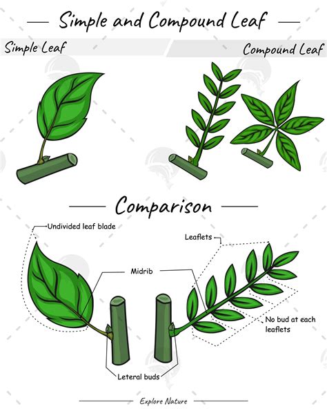 Best 13 What is the difference between simple leaf and compound leaf ...