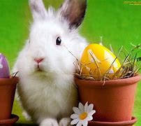 Image result for Bunny Ears Desktop Wallpaper
