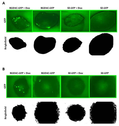 Doxorubicin Improves Cancer Cell Targeting by Filamentous Phage Gene ...