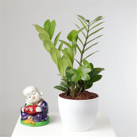 Buy ZZ Plant Online | Fresh Zamioculcas for Home Decor – ChhajedGarden.com