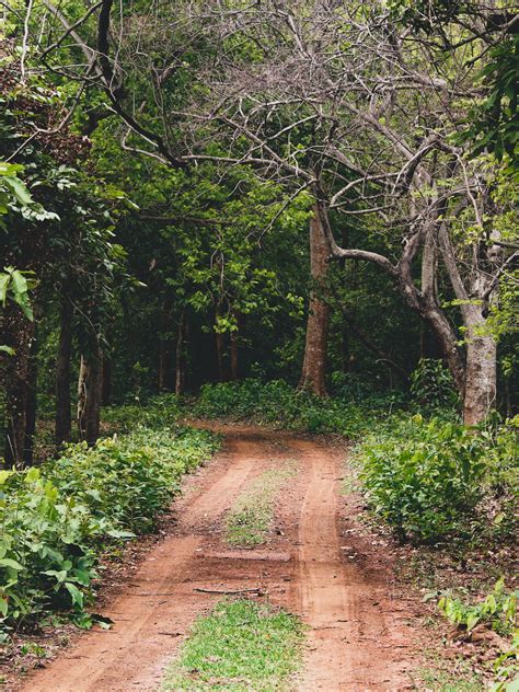 10 Underrated Forests To Visit In India