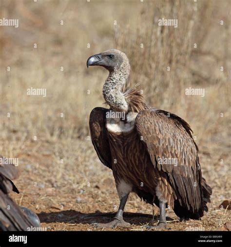 South African Vultures