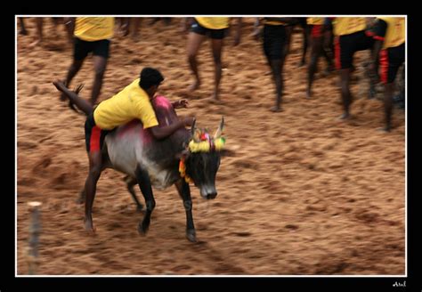 Jallikattu - JungleKey.in Image #200