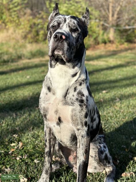 (Male) Harlequin Great Mastiff (Great Dane/ Mastiff/ Cane Corso Mix ...