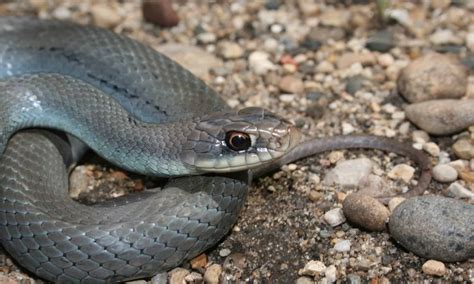 Blue Racer Snake