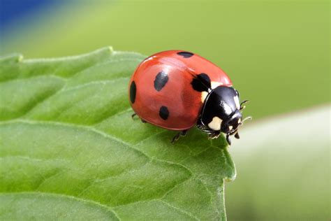 Ladybugs :: Foreman's General Store