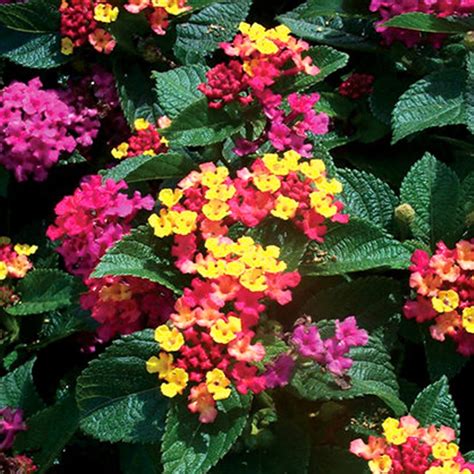 Amazon.com : Pack 4 Lantana Plants Live for Planting, Trailing Lantana ...