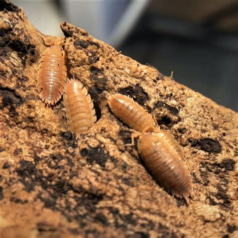 Feeders Bioactive Setup Kit: 20 Powder Orange Isopods + 400 ...