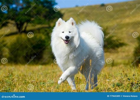 Siberian Samoyed, White Husky Dog Stock Image - Image of outdoor ...