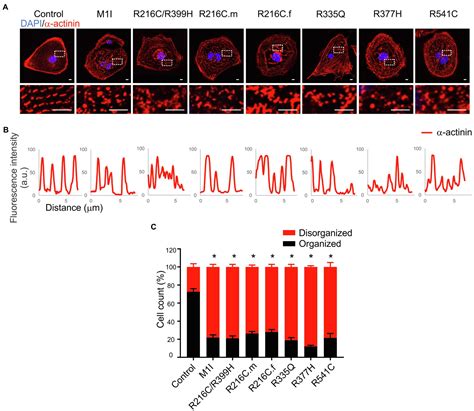 Frontiers | Phenotypic Variability in iPSC-Induced Cardiomyocytes and Cardiac Fibroblasts ...