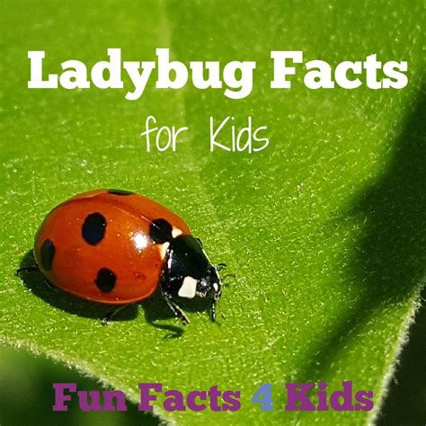 Amazing Facts About Ladybugs
