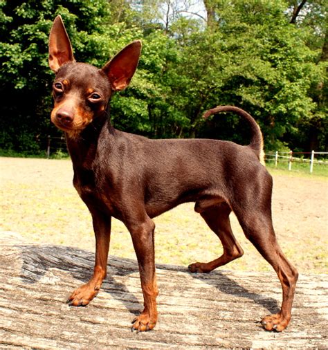 Deckrüde Zwergrehpinscher Prager Rattler Schoko Braun SELTENE FARBE in ...