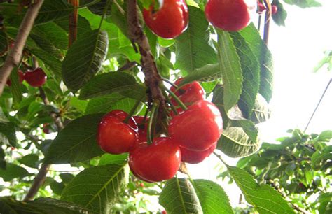 怎么判断樱桃是否成熟？-种植技术-中国花木网