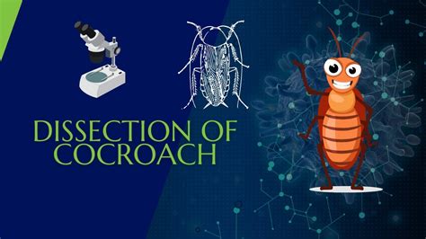 How to Dissect a Cockroach 的图像结果