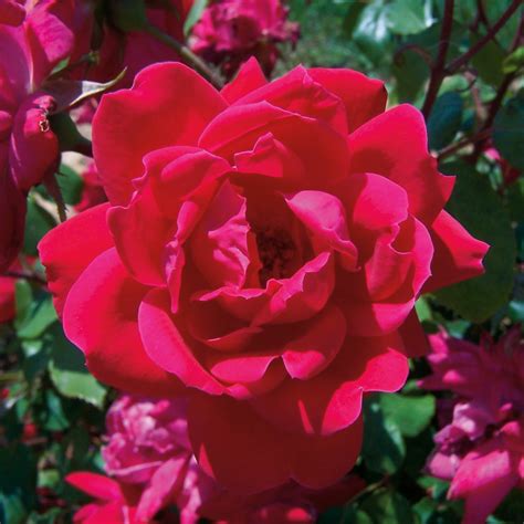 Pink Double Knock Out Rose