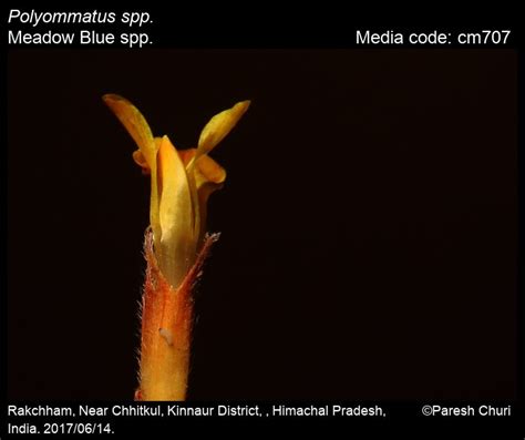 Polyommatus spp. | Butterfly