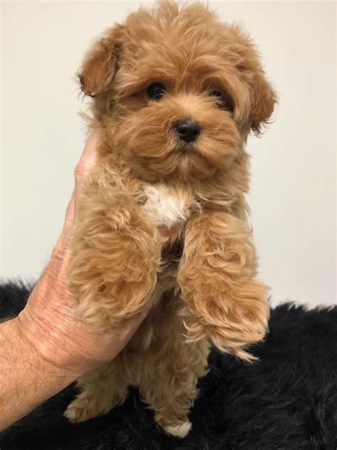 Designer and mix puppies, morkies, maltipoos, red maltipoos, Yorkshire ...