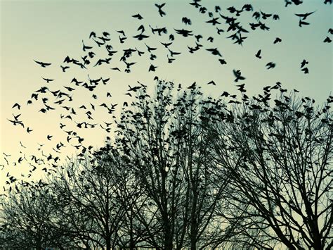 Explanation — lesson. English Language CBSE, Class 10.