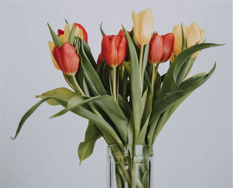 What is the Meaning of Tulips? Symbolism Behind Coloured Tulip Flowers