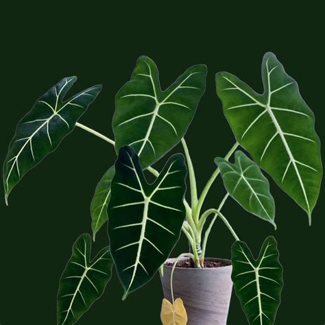 Alocasia Frydek Soiled
