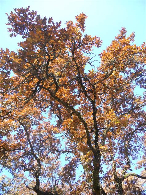 Image result for Fall Tree Quilt Pattern