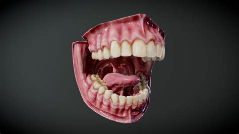 Human mouth detailed - Download Free 3D model by Mince [522eda0 ...