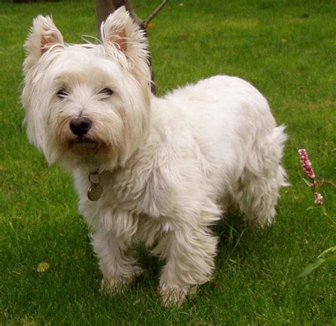 West Highland White Terrier Dog Breed » Info, Pic, & More