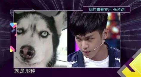 何炅对张若昀哈士奇的执念有多深张若昀哈士奇的梗怎么来的
