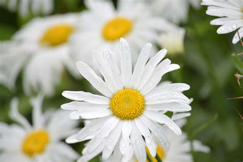 13 Recommmended Plants With Daisy-Like Flowers