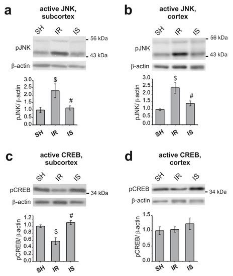Brain Protein Expression Profile Confirms the Protective Effect of the ...
