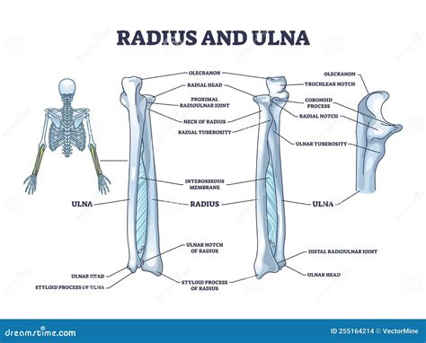 Radius And Ulna Diagram General Wiring Diagram Radius And Ulna 3D