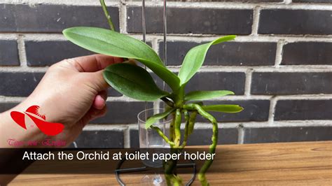 Grow Orchids in water, Orchid plant care